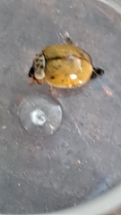 Adalia decempunctata