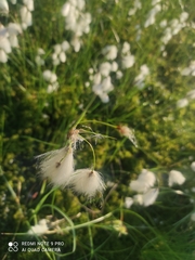 Eriophorum angustifolium