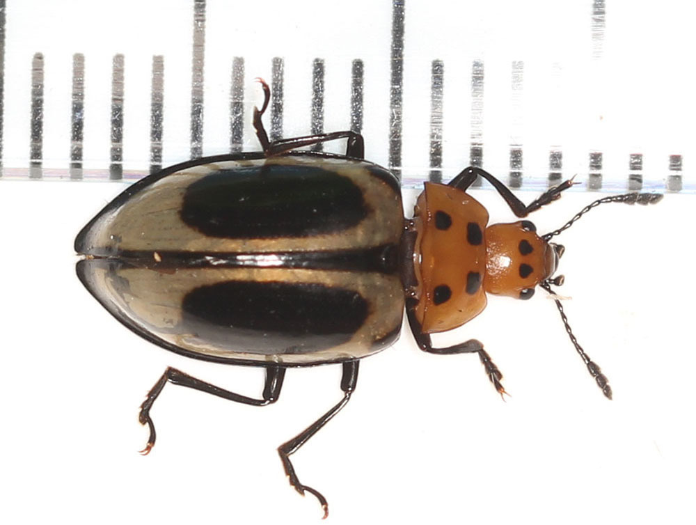 Iphiclus annularis