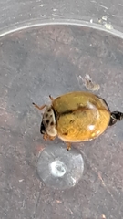 Adalia decempunctata