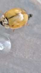 Adalia decempunctata