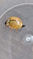 Adalia decempunctata