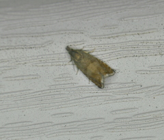 Dichrorampha acuminatana