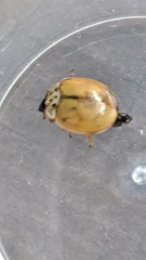 Adalia decempunctata