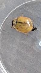 Adalia decempunctata