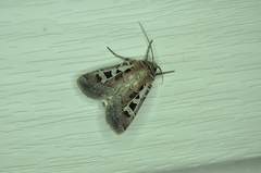 Euxoa divergens
