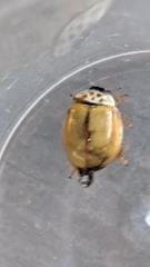 Adalia decempunctata