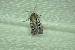 Euxoa divergens