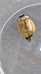 Adalia decempunctata