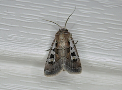 Euxoa divergens