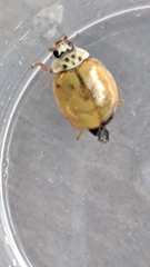 Adalia decempunctata