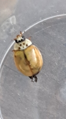 Adalia decempunctata