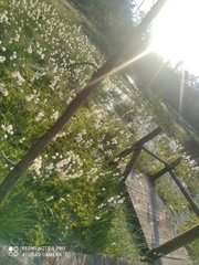 Eriophorum angustifolium