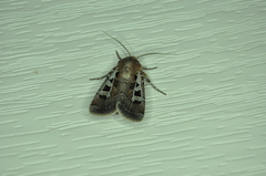 Euxoa divergens