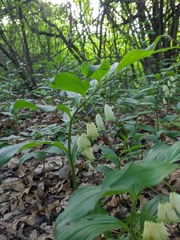 Polygonatum latifolium