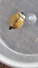 Adalia decempunctata