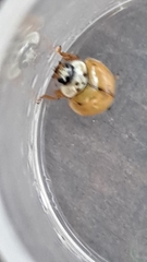 Adalia decempunctata