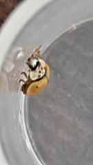 Adalia decempunctata