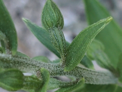 Epipactis atrorubens