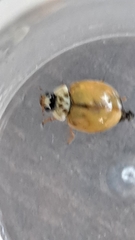 Adalia decempunctata