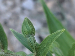 Epipactis atrorubens