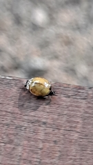 Adalia decempunctata