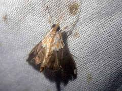 Agrotera