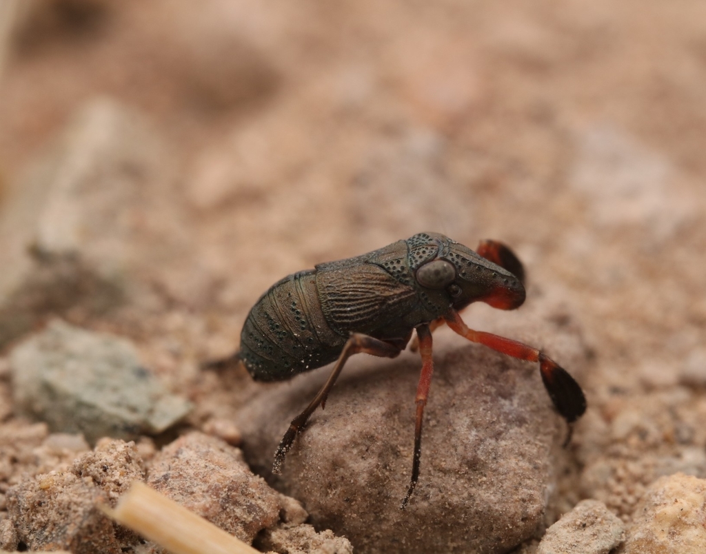 Fitchiella rufipes