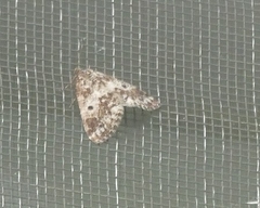 Melanolophiini