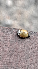 Adalia decempunctata