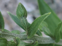 Epipactis atrorubens