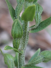 Epipactis atrorubens