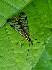 Panorpa germanica