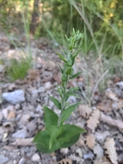 Epipactis atrorubens