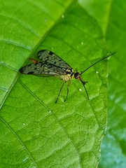 Panorpa germanica