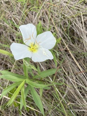 Oenothera speciosa