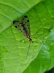 Panorpa germanica