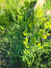 Euphorbia saratoi