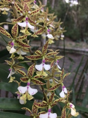 Epidendrum stamfordianum