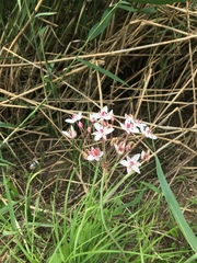 Butomus umbellatus