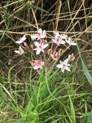 Butomus umbellatus