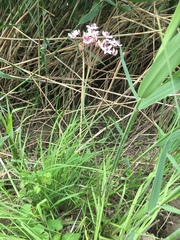 Butomus umbellatus