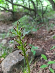 Orchis simia