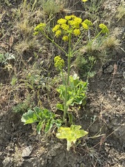 Pastinaca clausii