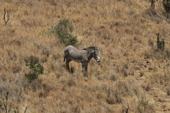 Equus grevyi