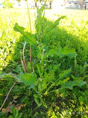 Rumex confertus