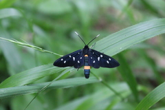 Amata phegea
