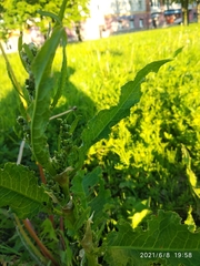 Rumex confertus