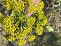 Pastinaca clausii