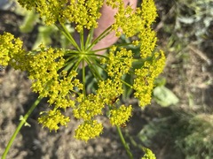 Pastinaca clausii